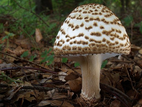 Malá jedovatá houba rostoucí v lese.