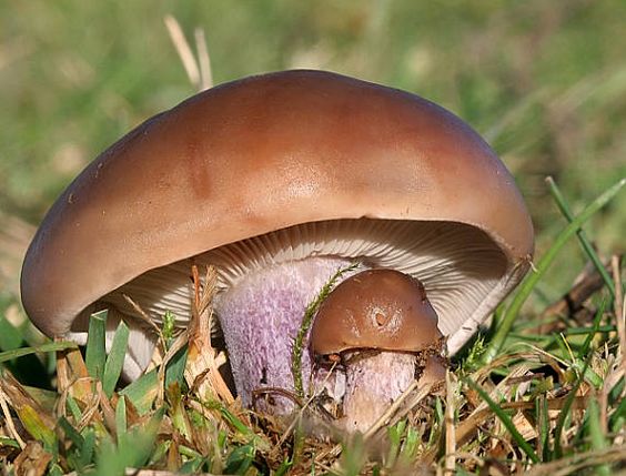 A mushroom with a brown joint and a purple leg.