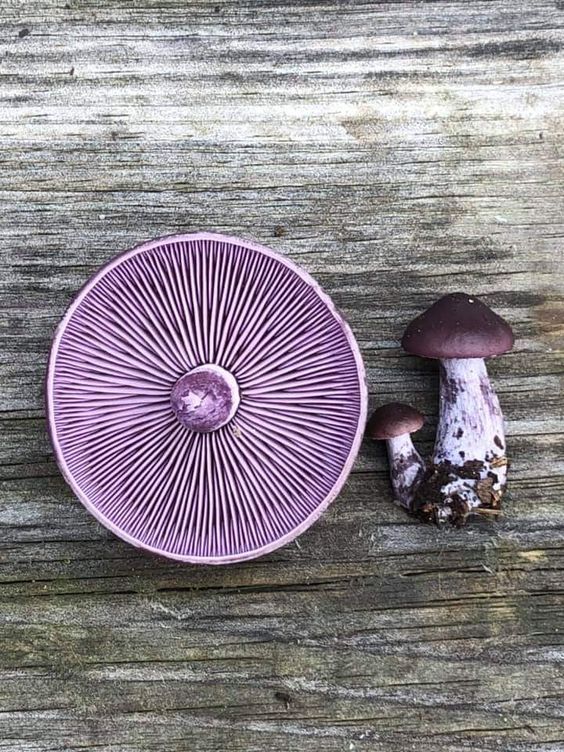 A beautifully colored purple mushroom.