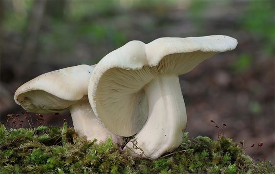 Bílá houba s ohnutým kloboukem.
