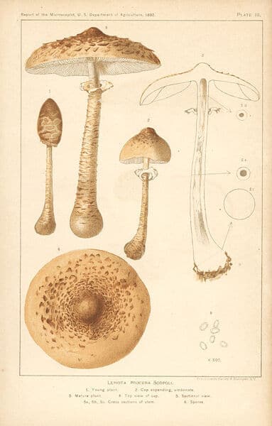 Drawing of a large mushroom in cross-section.