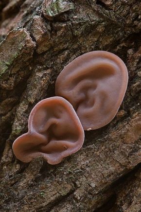 Houba co vypadá jako lidské ucho rostoucí ze stromu.