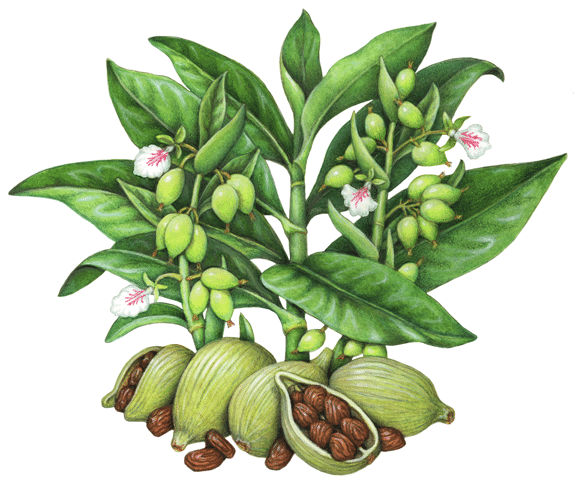 Eine Zeichnung einer Kardamompflanze, wie sie in ihrer Gesamtheit aussieht.