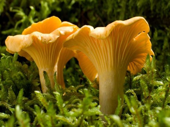 Žlutá houba vyrůstající ze země v mechu na slunci.