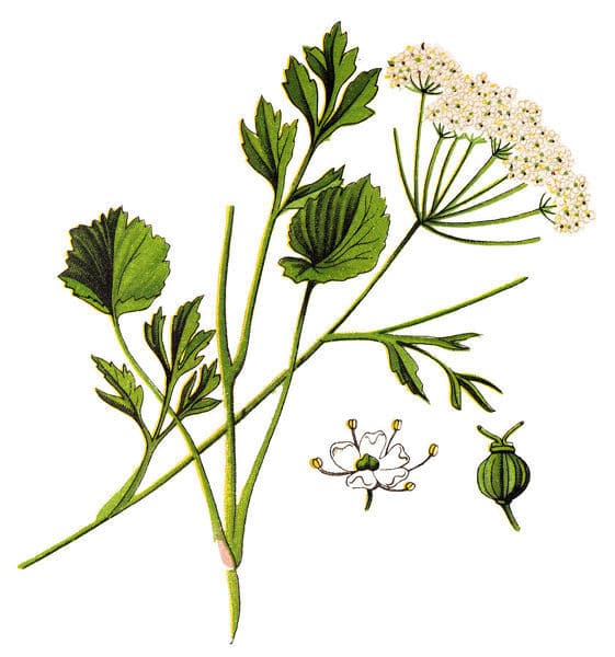 Drawn whole anise herb.