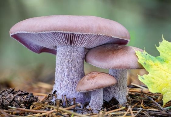 A slightly purplish mushroom with a scaly leg.