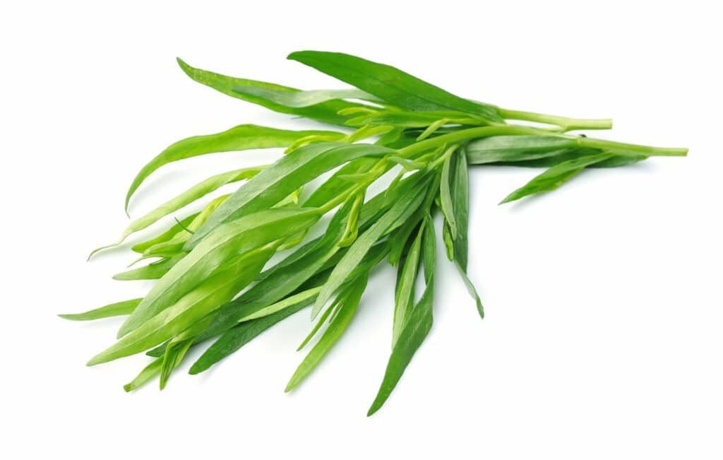 What does the fresh form of the herb, known as the king of herbs, look like.