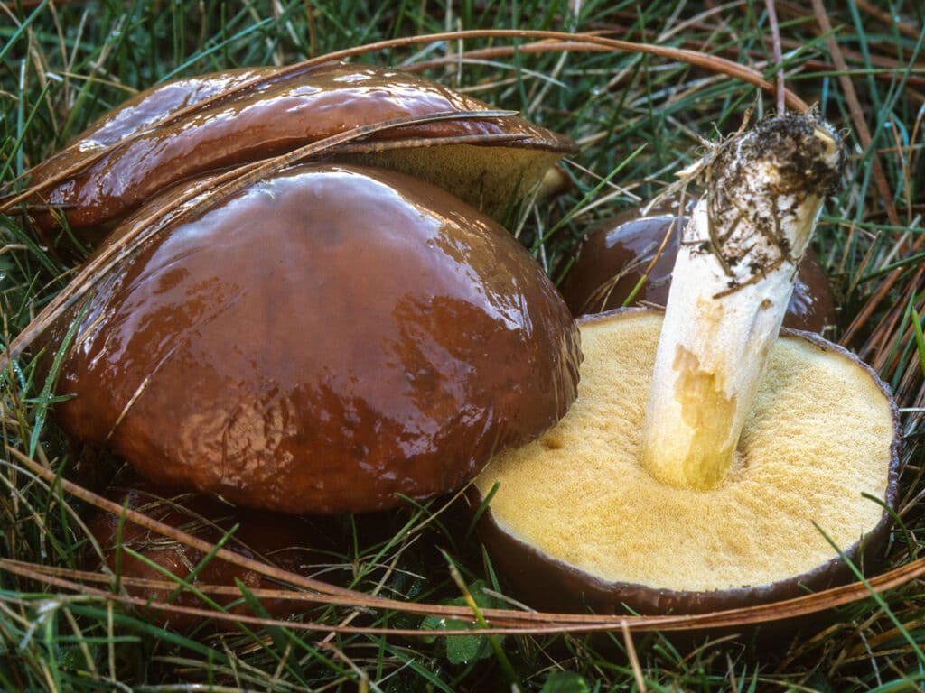 A mushroom with a typical slimy hat and yellow pores.