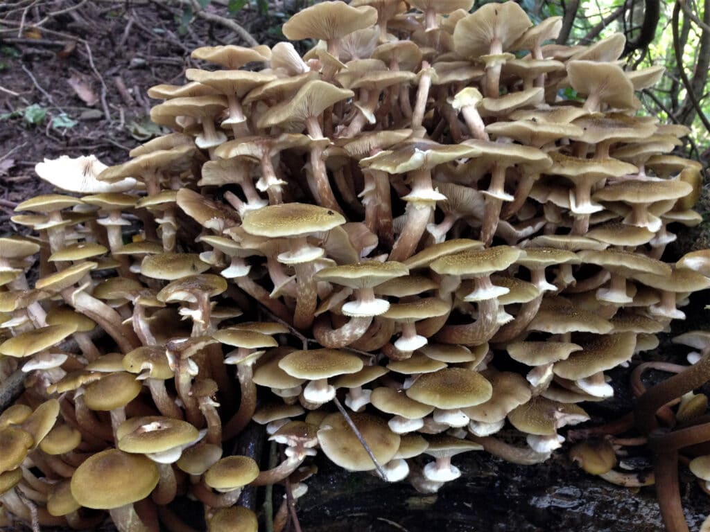 A huge cluster of mushrooms growing on a tree trunk.