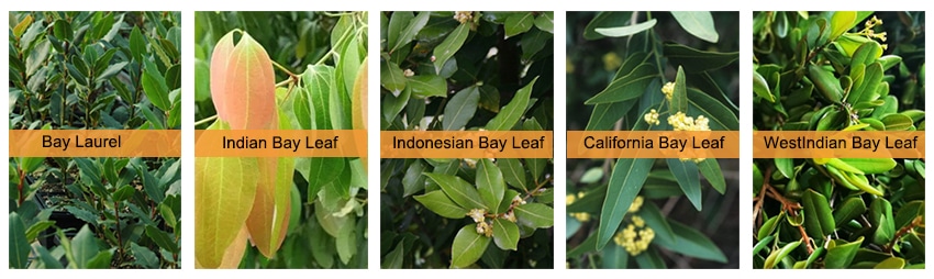 Types and forms of bay leaf that exist.