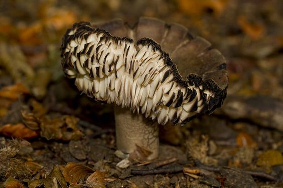 Nehezky vypadající houba s černo hnědým kloboukem a bílými lupeny.