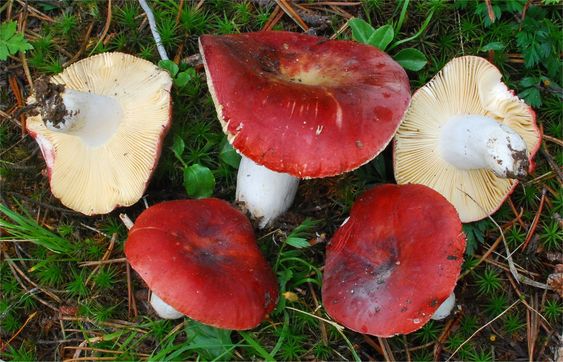 Mushrooms with a large reddish-brown hat.