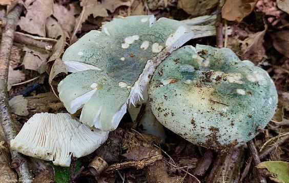 A mushroom with a green-blue hat and white scales.