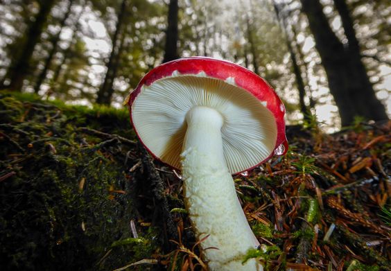 Nejedlá houba s výrazně červeným kloboukem a bílými lupeny.