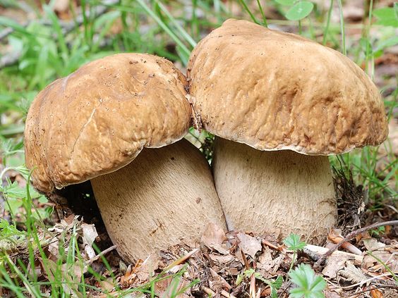 Dvě malé houby vyrostlé v lese.