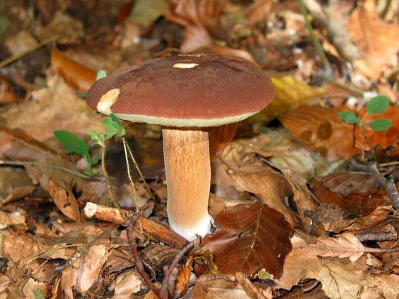 The most common mushroom that is collected in the forest.