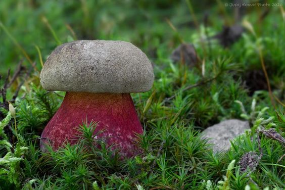 A mushroom with a red leg and a white-gray hat.