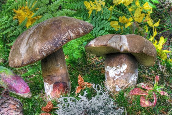 Narůžovělá houba, která vyrostla z mechu na zahradě.