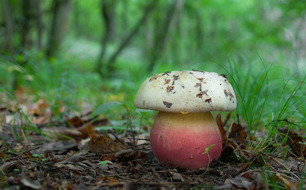 An inedible and poisonous mushroom that grows in the Czech Republic.
