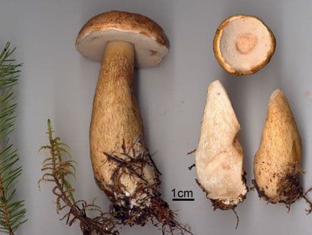 A mushroom that is typical for its disgusting bitter taste.