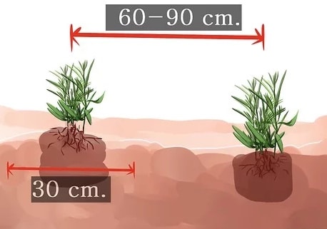At what distance should the seedlings be planted?