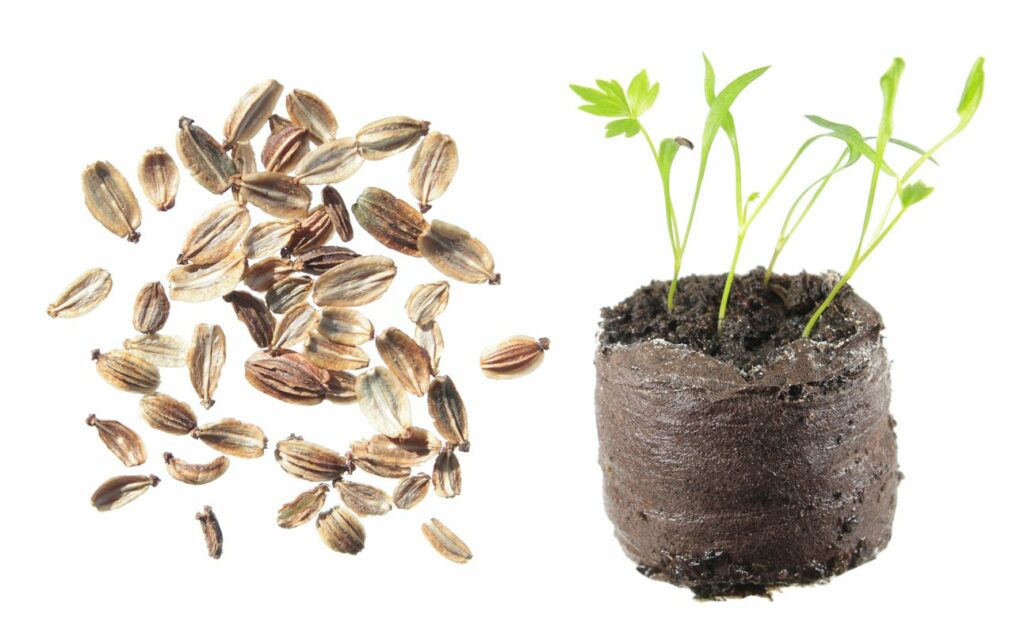 Semínka a malá rostlinka vypěstované bylinky.