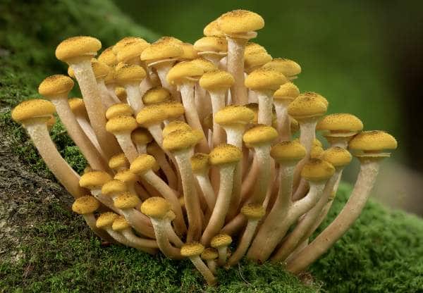 Žlutě zbarvené malé houbičky, vyrůstající na mechu.