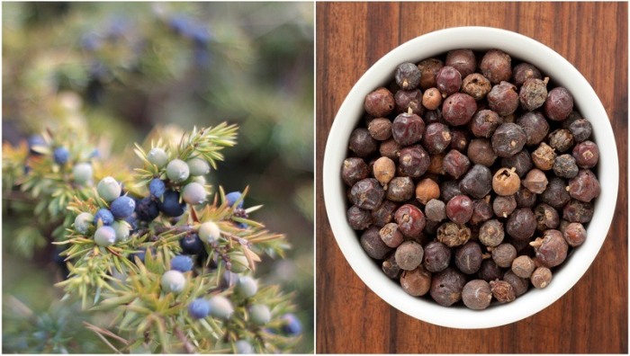 The difference between fresh and dried juniper.