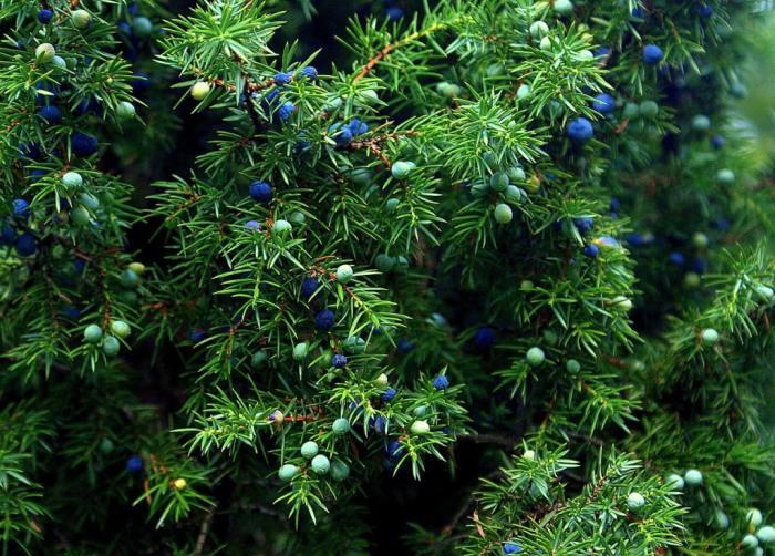 Juniper plant with ripe and unripe fruits.
