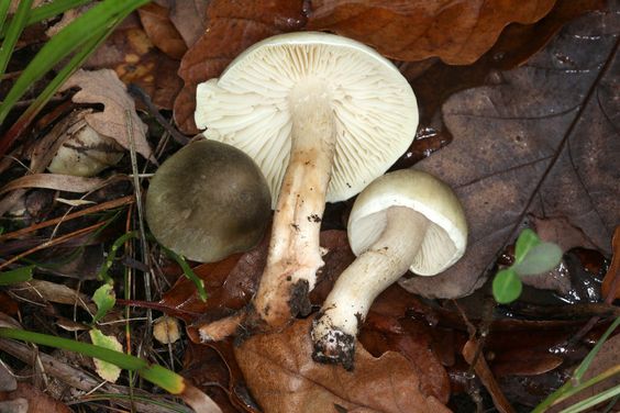 A poisonous mushroom that grows under a beech tree.