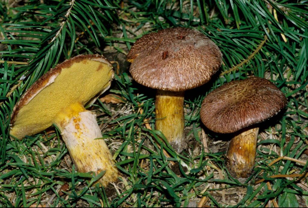 Nenápadné houby vyrůstající spolu ve shluku.