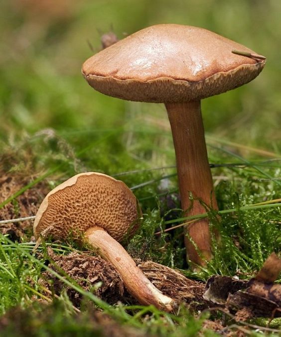 Malá nenápadná houba ležící v lese.