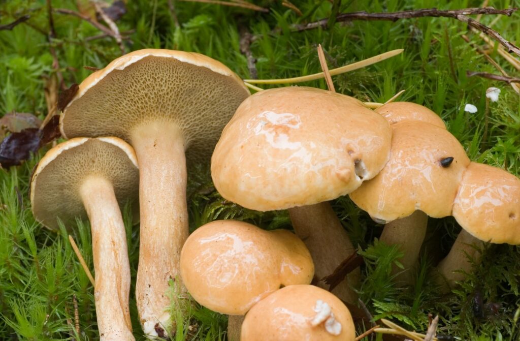 A small mushroom growing in a cluster with other tiny mushrooms.