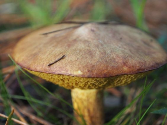 A mushroom with a large hat and prominent pores.