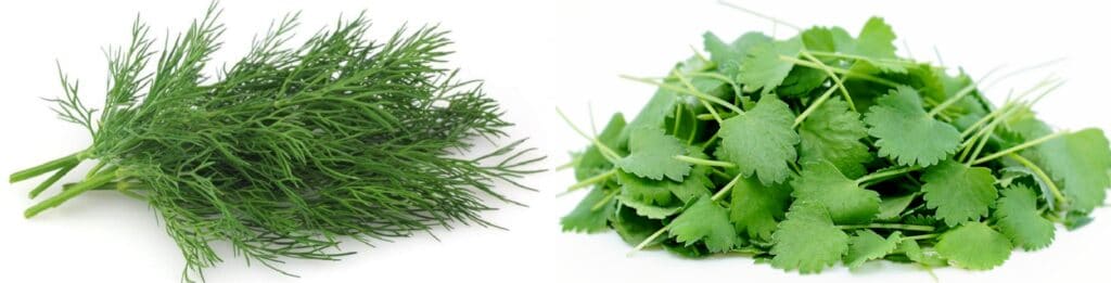 Dill and anise leaves