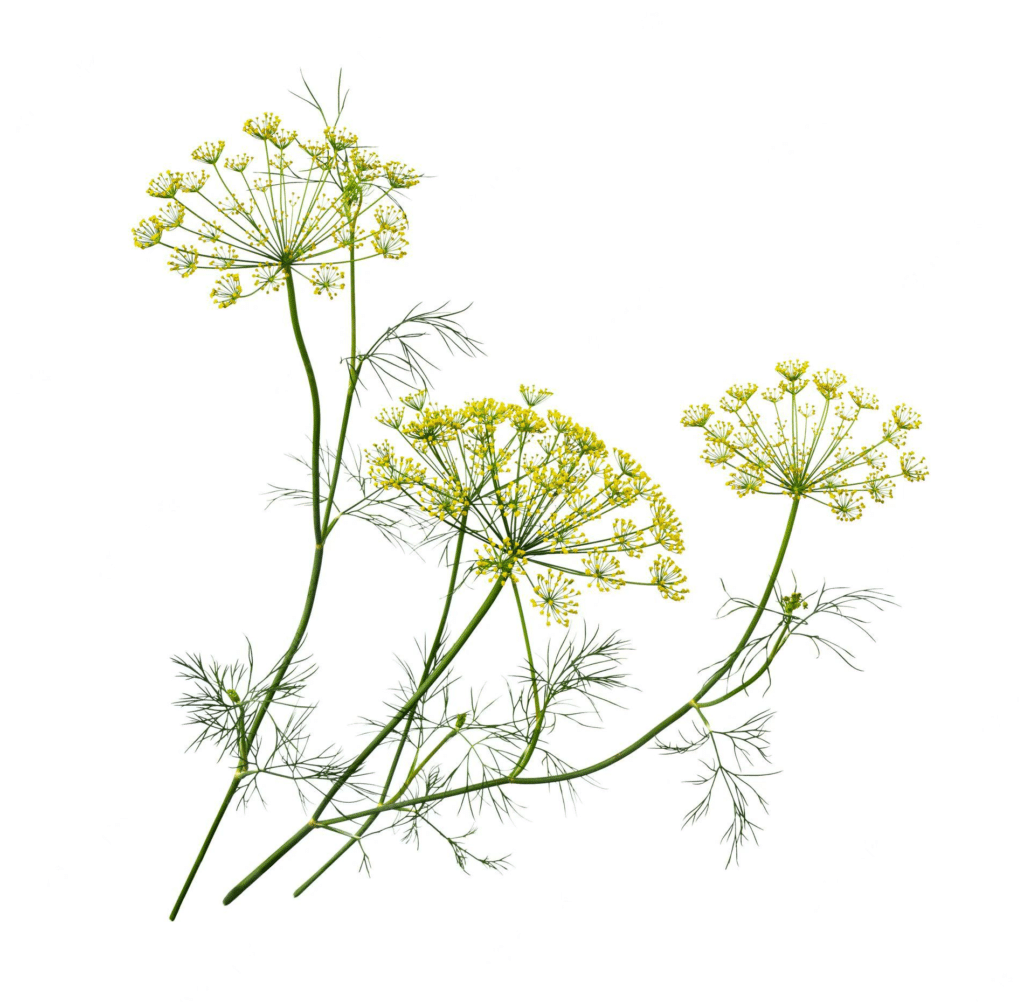 Dill plant including leaves and flowers