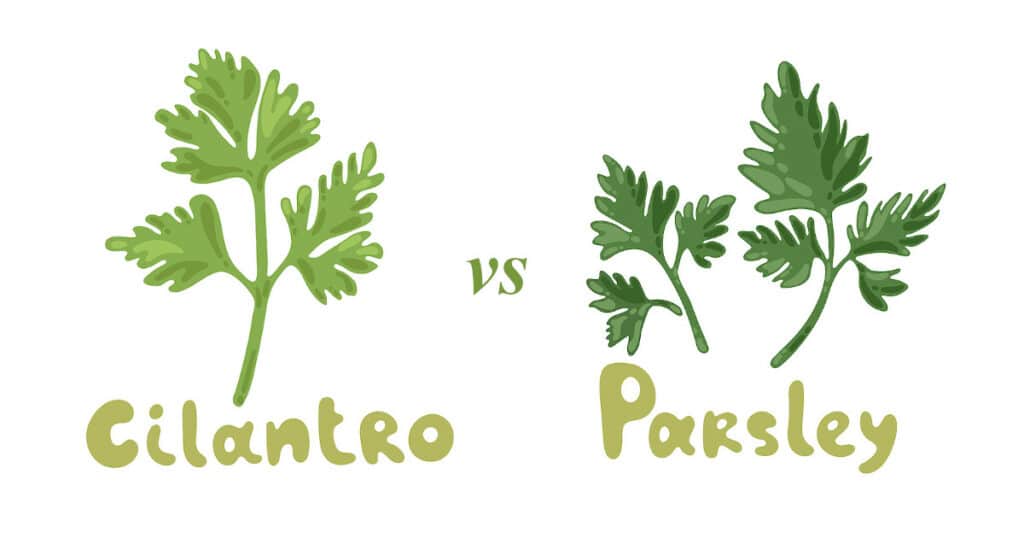 Two similar but very different herbs drawn side by side.