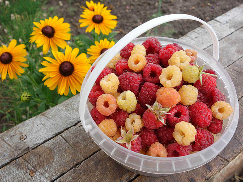 Different varieties of raspberries in a basket placed outside on the ground.