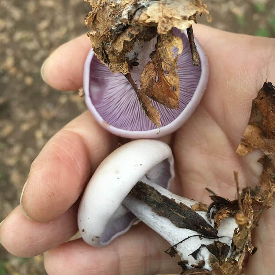 Plucked small purple mushrooms.