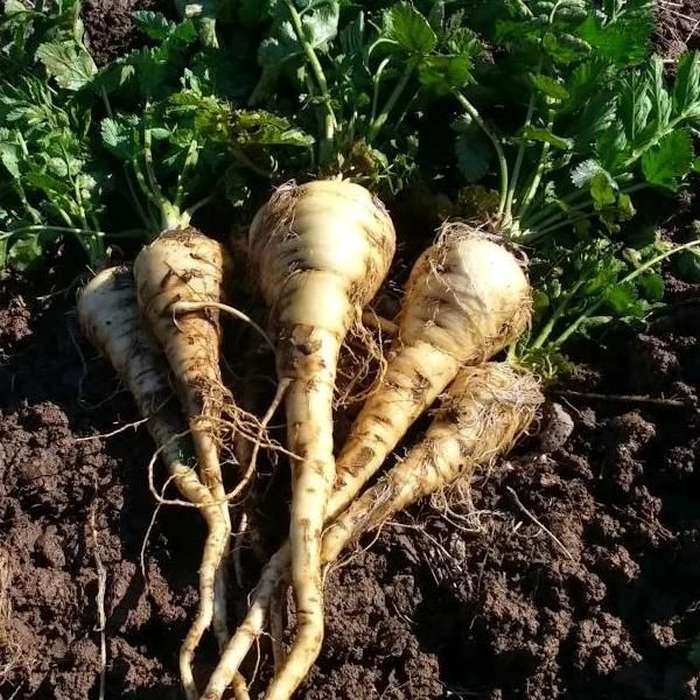 Parsnip roots freshly pulled from the ground.