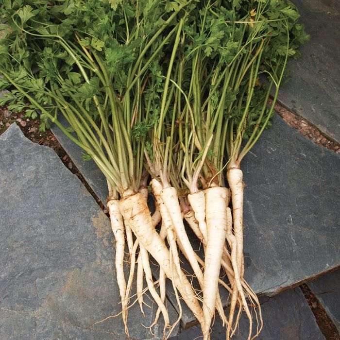 Parsley roots on the pavement.