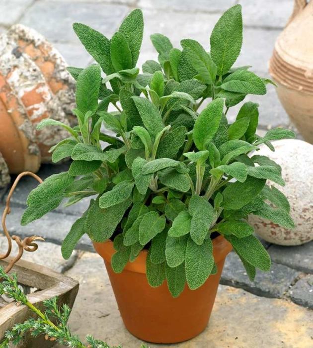 Sage plant grown in a pot.