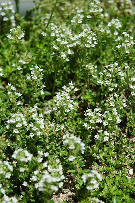 Flowering thyme, unlike the white thyme.