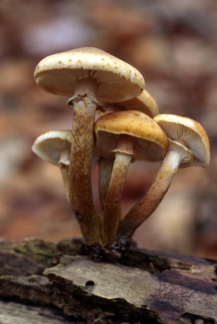 Sluk pěti krásných malých houbiček na kmeni stromu.