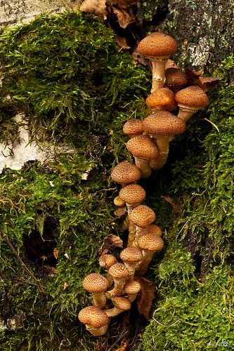 A series of consecutive mushrooms.