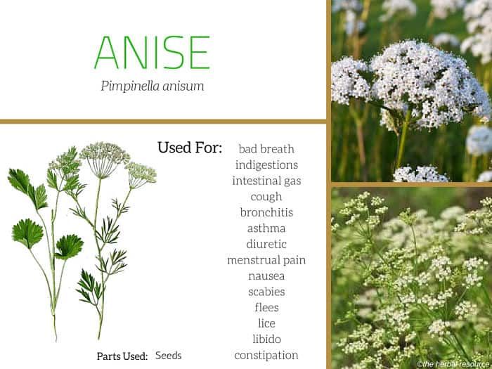 Anise herb and its health effects to support the body.