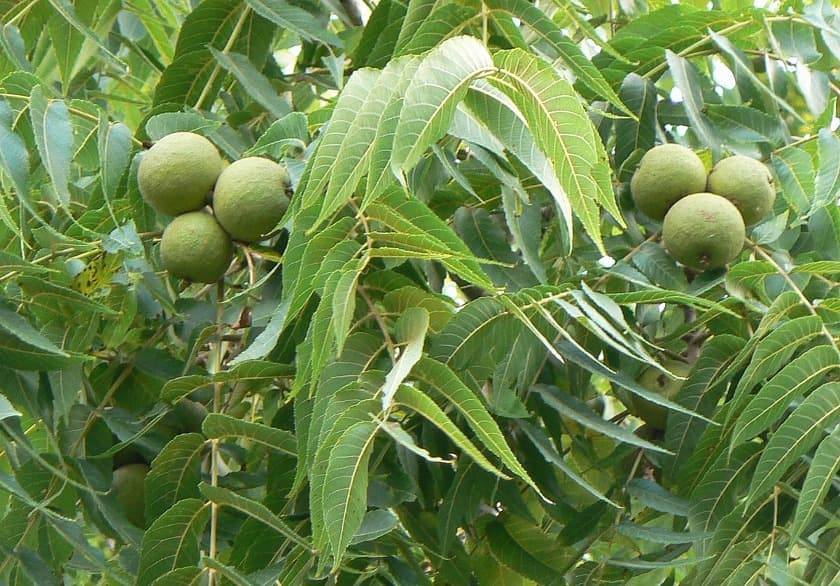 Black walnut leaves and fruits