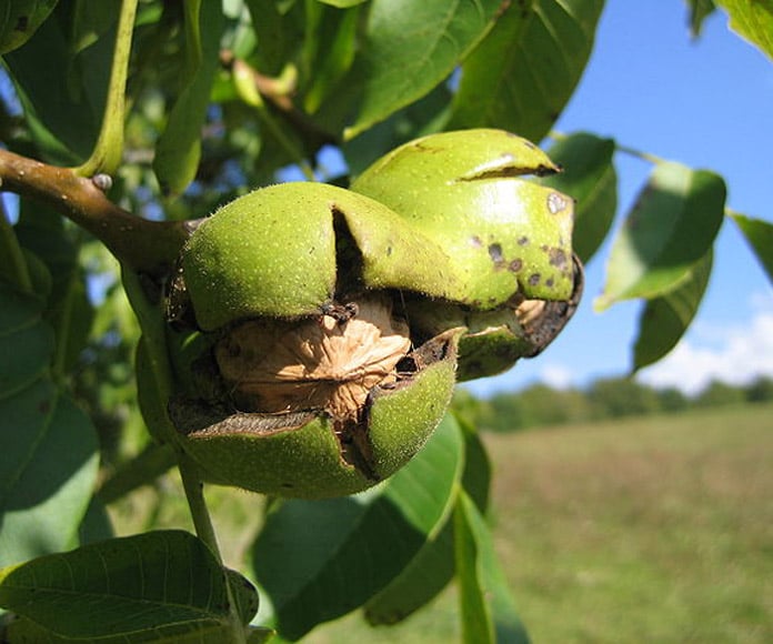 Otevřené plody vlašského ořechu anglického