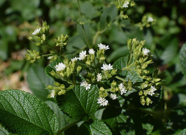 Blühende Stevia-Pflanze