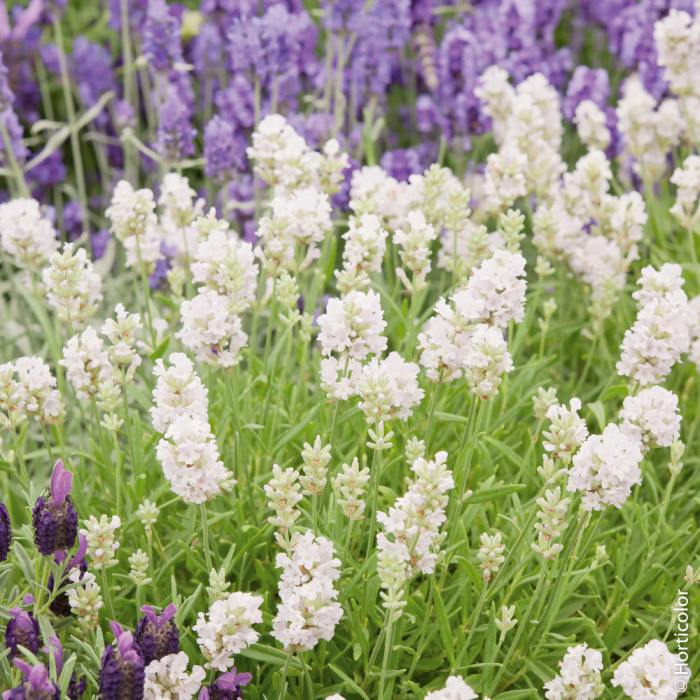 Weiß und lila blühender Lavendel.